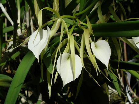 Brassavola Nodosa (L.) Lindley